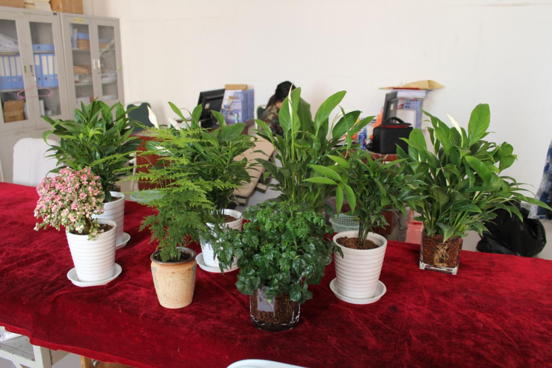 beat365英国官网|管理学院|手植绿茵 播洒希望