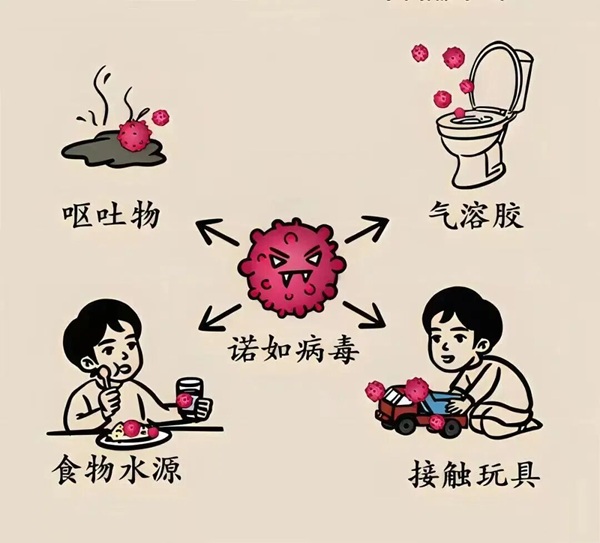 疾病防控|beat365英国官网|管理学院|诺如病毒进入高发期，这份防护指南请收好！