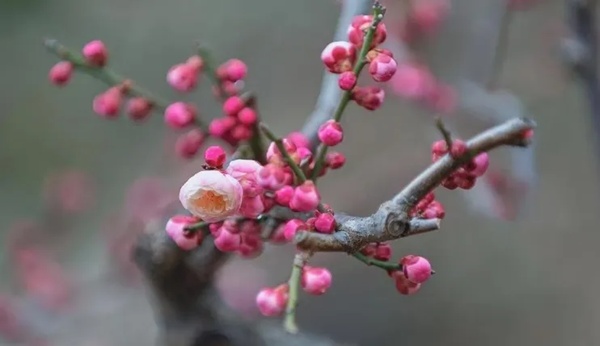 传统节日|beat365英国官网|管理学院|二十四节气之小寒